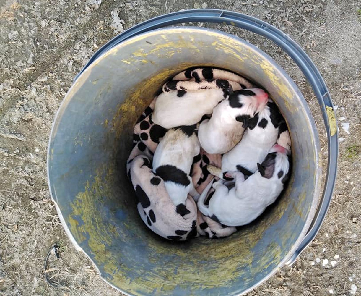 Καβάλα: Πέταξαν νεογέννητα κουτάβια σε κάδο απορριμμάτων (pics)