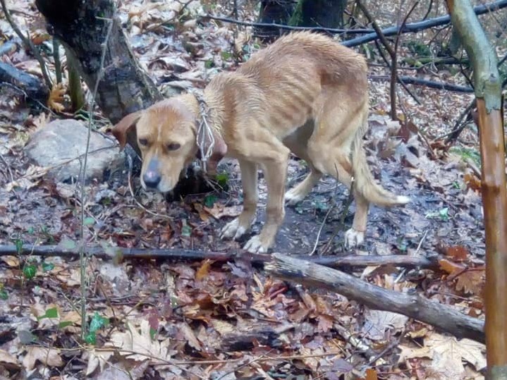 Πιερία: Βρήκαν κυνηγόσκυλο σε άθλια κατάσταση, δεμένο σε δέντρο (pics)