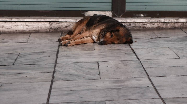 Φρίκη στο Βελεστίνο: Πέταξαν στο δρόμο νεκρό σκύλο