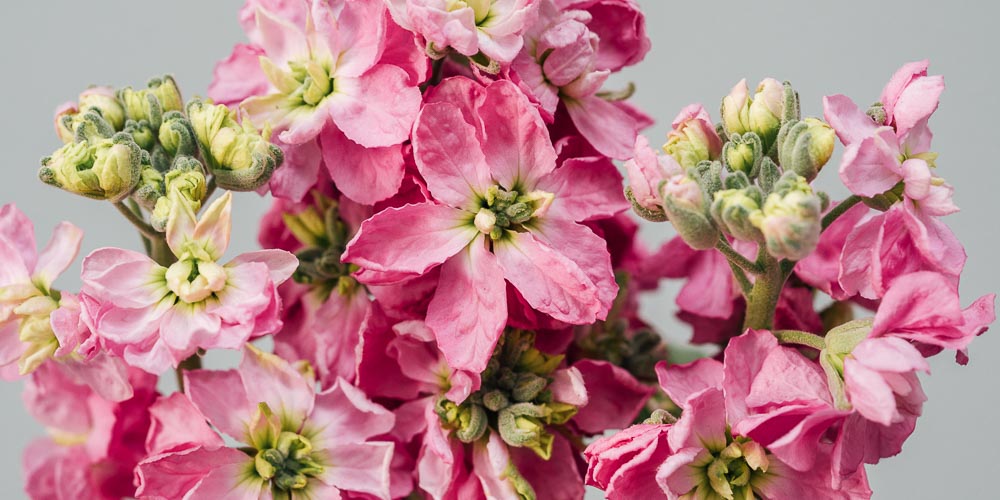 Τα 15 πιο όμορφα λουλούδια της άνοιξης