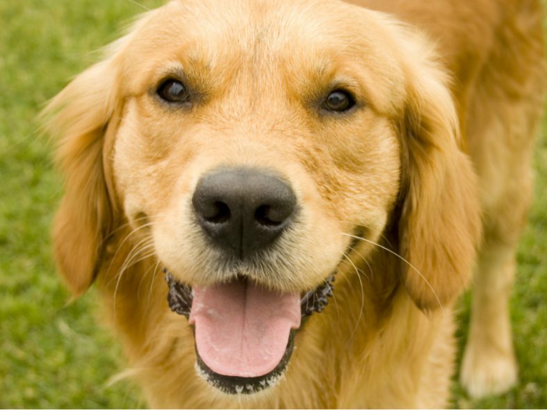 ΠΟΥ: Ανακοίνωσε το πρώτο κρούσμα ευλογιάς των πιθήκων σε σκύλο
