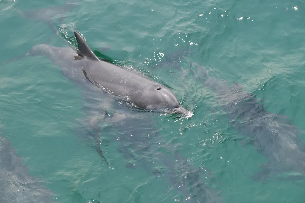 Ευχάριστη έκπληξη στη Θεσσαλονίκη! Δελφίνια εμφανίστηκαν στον Θερμαϊκό