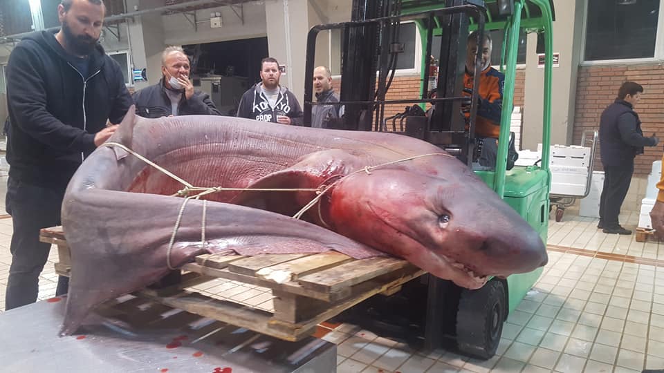 Καβάλα: Ψαράδες έπιασαν καρχαρία 330 κιλών