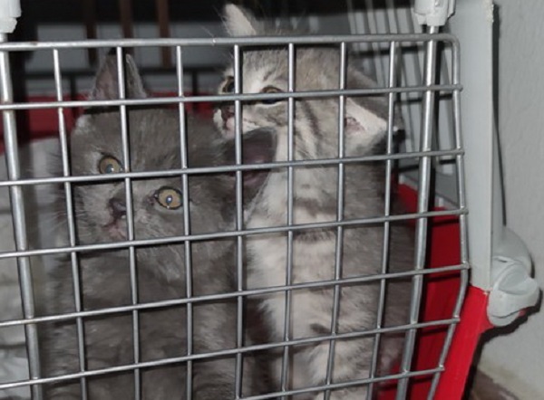 Χανιά: Πήγε να πουλήσει παράνομα γάτες και συνελήφθη (pic)