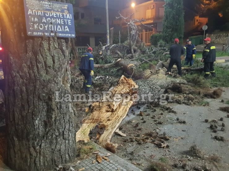 Λαμία: Τεράστιο πεύκο έπεσε σε δρόμο της πόλης – Παραλίγο να χτυπήσει κάτοικο (vid)