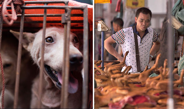 Παγκόσμια κατακραυγή: Ανοίγει ξανά το φεστιβάλ κρέατος σκύλων στη Γιουλίν