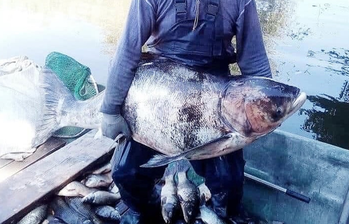 Ιωάννινα: Ψαριά… για Όσκαρ στην Παμβώτιδα! Απίστευτες εικόνες