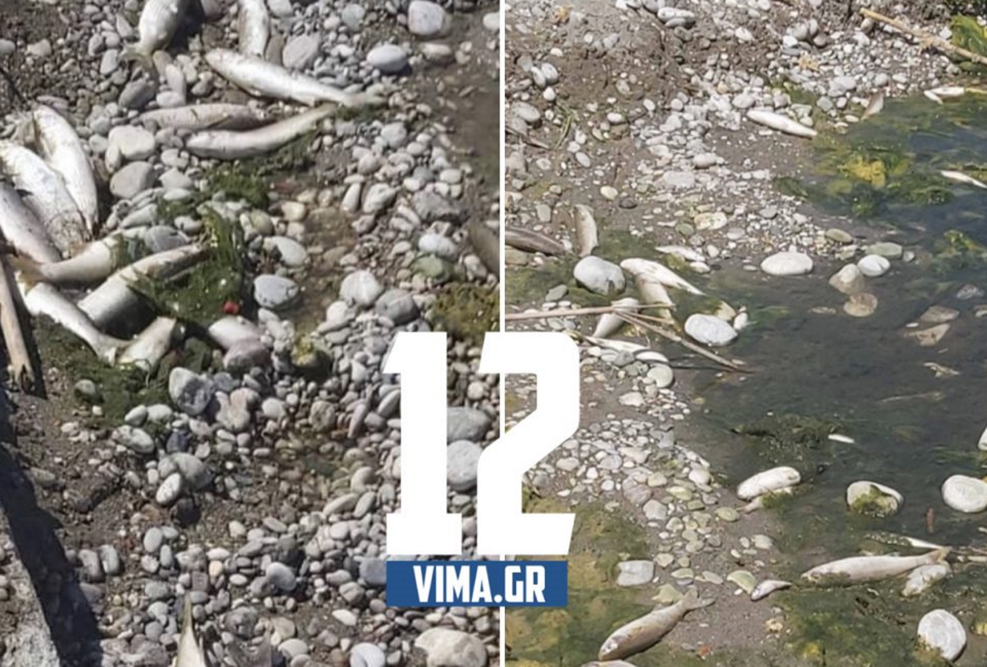 Ρόδος: Απίστευτο! Γέμισε νεκρά ψάρια η όχθη του ποταμού! (video)