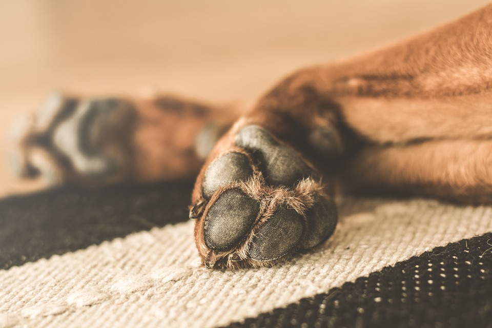 Σοκαριστικός βασανισμός σκύλων στα Χανιά – Βρέθηκαν κρεμασμένα και κατακρεουργημένα