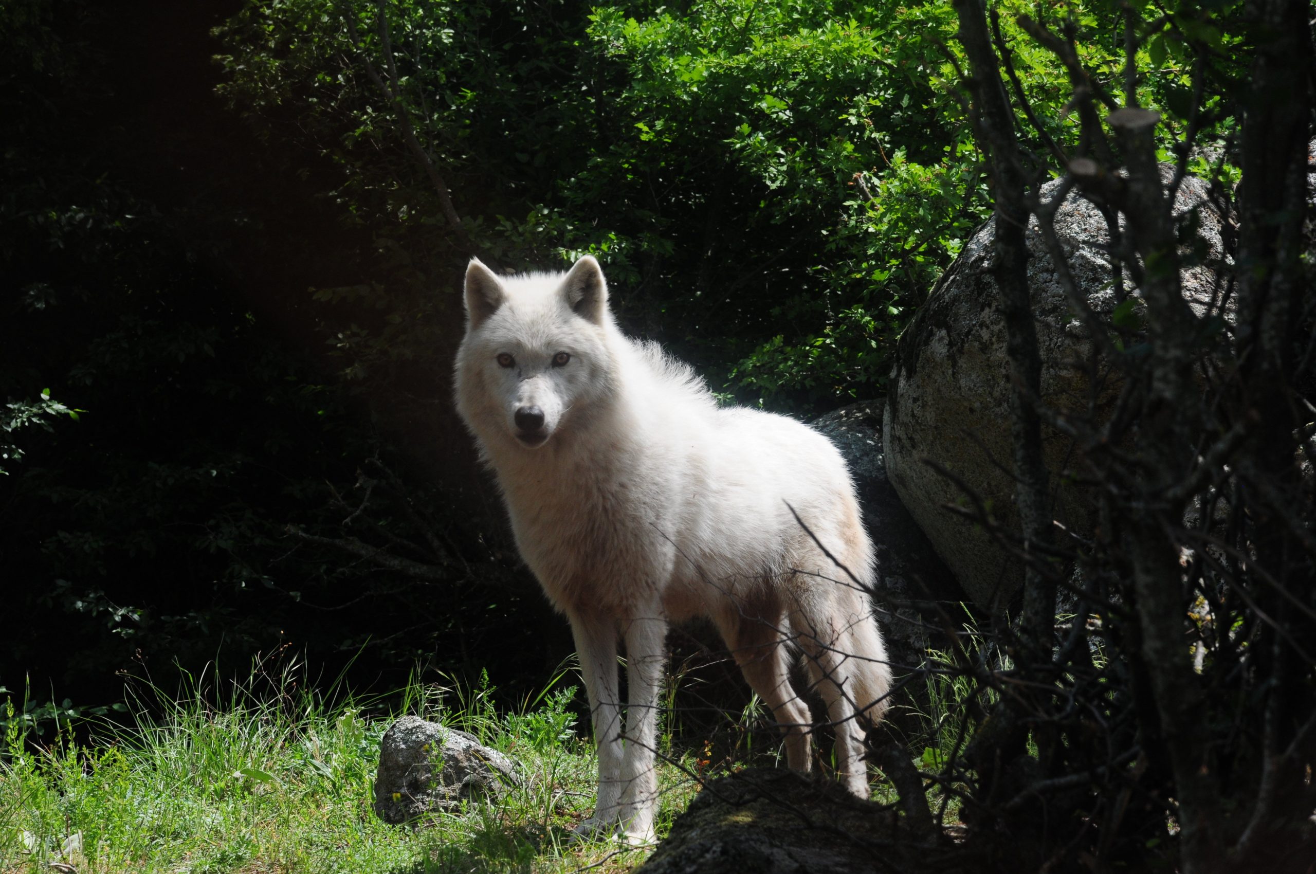 Κοζάνη: Φρικιαστικές εικόνες από νέα επίθεση λύκων! Κρύφτηκαν οι κάτοικοι στα σπίτια τους