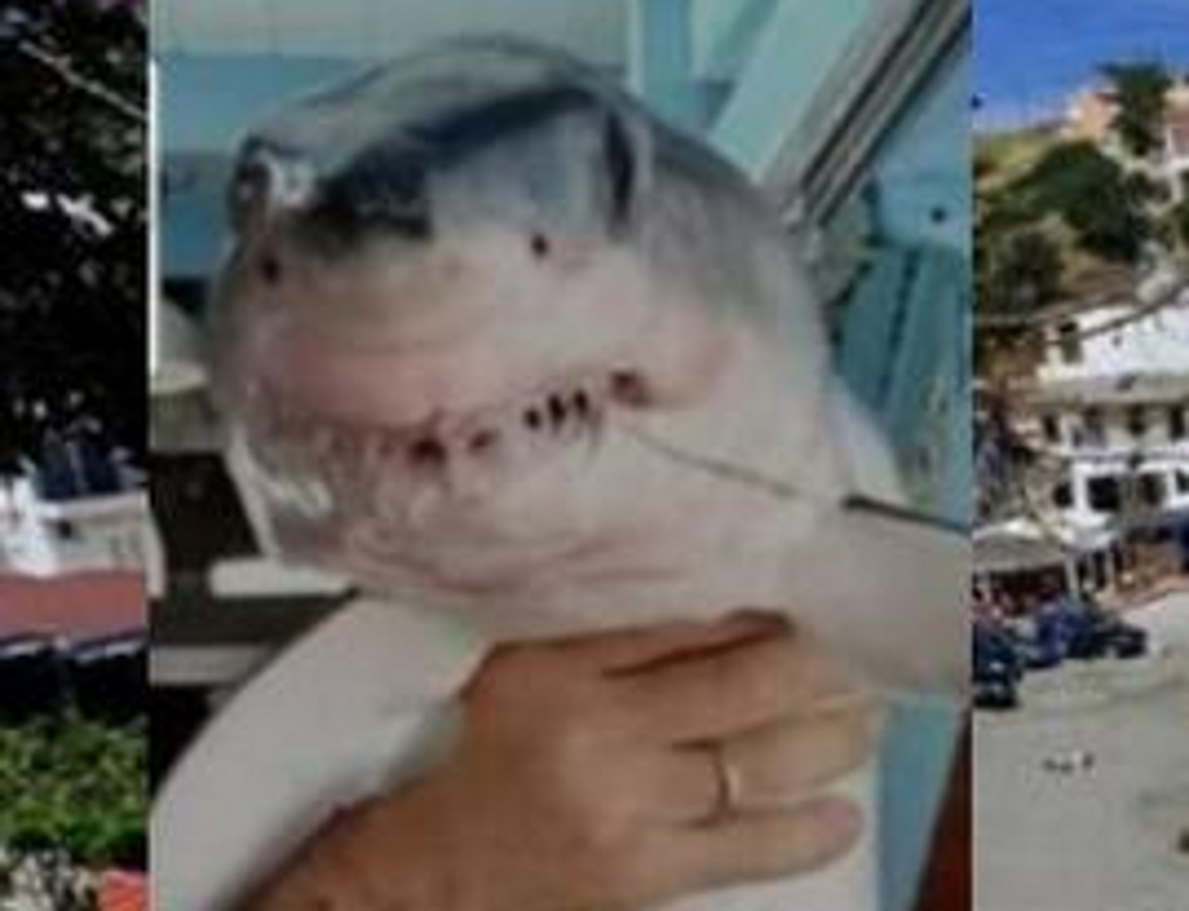 Κρήτη: Ιδού ο τρομακτικός καρχαρίας που πιάστηκε στα δίχτυα ψαρά!