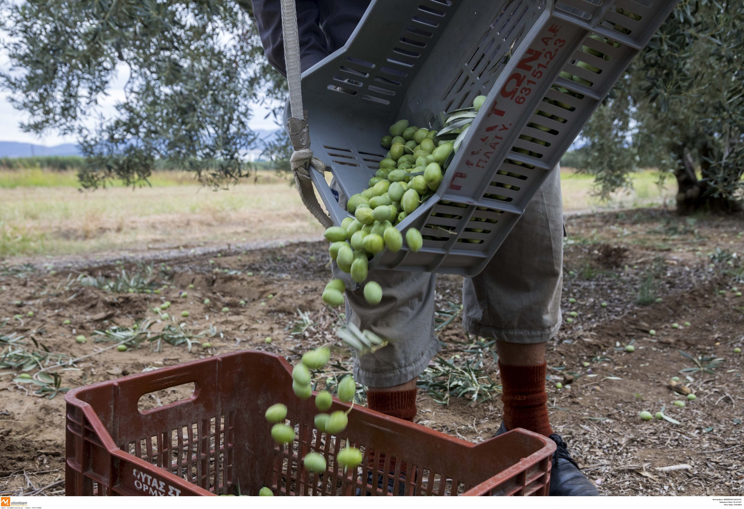 Κρήτη: Μάζευε τις ελιές από ξένα χωράφια και τις πουλούσε