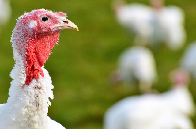 Γρίπη των πτηνών: Νέα παγκόσμια απειλή η εξάπλωση του εξαιρετικά παθογόνου ιού Η5Ν8!