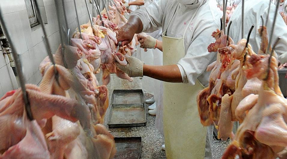 «Τα φτηνά κοτόπουλα των σούπερ μάρκετ απειλούν τον πλανήτη με νέα πανδημία»