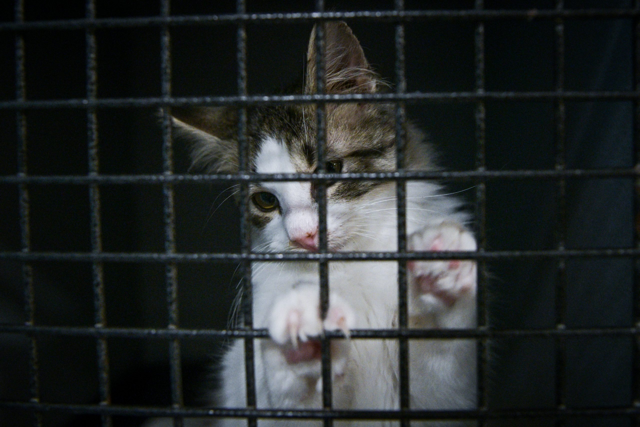 Ανατριχίλα στην Πάτρα: Σκοτώνει γάτες και πετά τα κεφάλια στο τρένο!