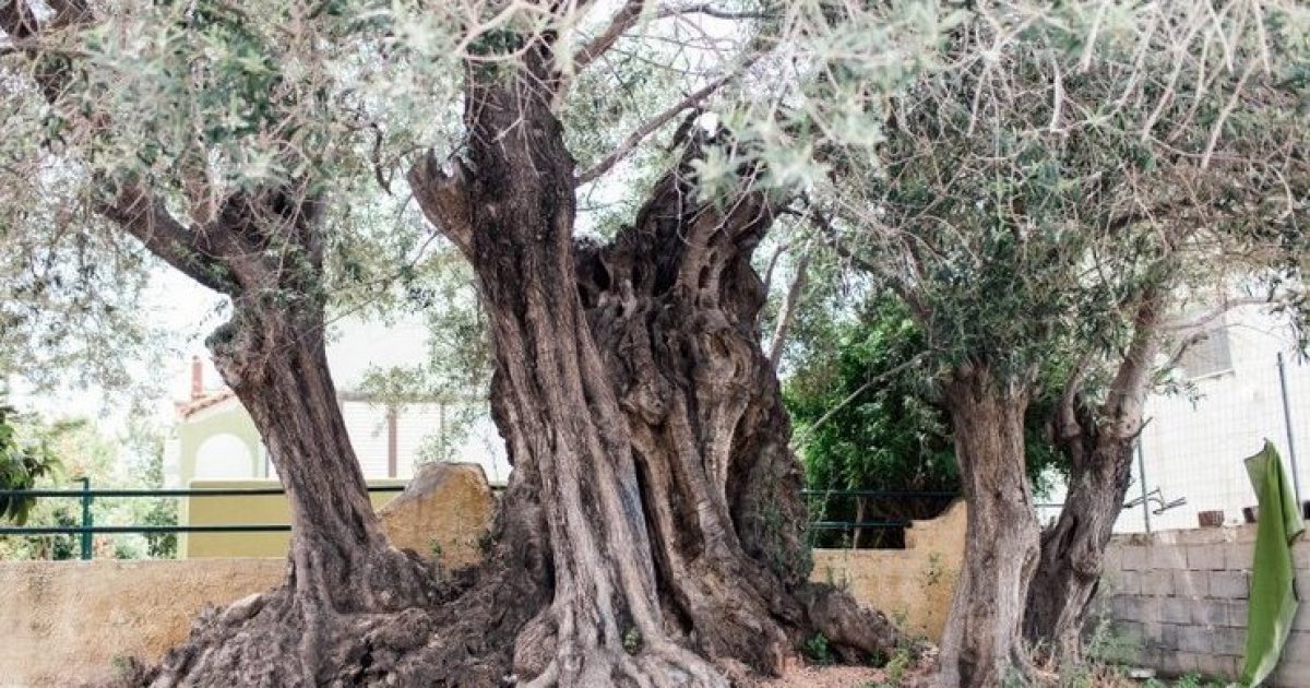 Η «Ελιά της Όρσας»: Δέντρο 2.500 ετών στη Σαλαμίνα έζησε τη μεγάλη Ναυμαχία του 480 π.χ.!