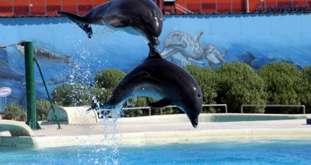 Νέα αποκαλυπτική μελέτη για τα θηλυκά δελφίνια! Έχουν ηδονή και απολαμβάνουν το σεξ