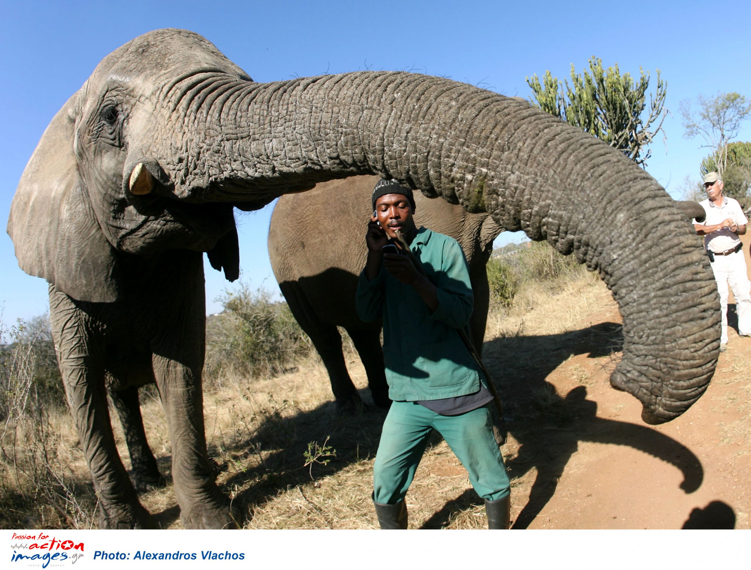 Απίστευτο – Κεραυνοί σκότωσαν 18 ελέφαντες