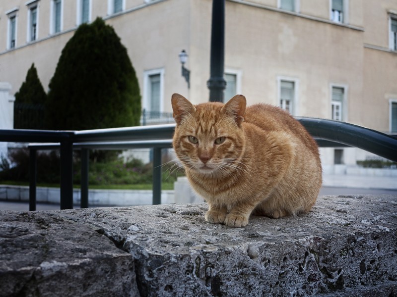 Οι γάτες της Αθήνας μέσα από τον φακό μιας τουρίστριας!