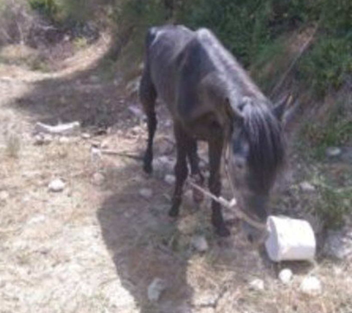 Ηράκλειο: Ψευτόμαγκας βασάνιζε το άλογό του και του έκοψε το πόδι! Σκληρές εικόνες