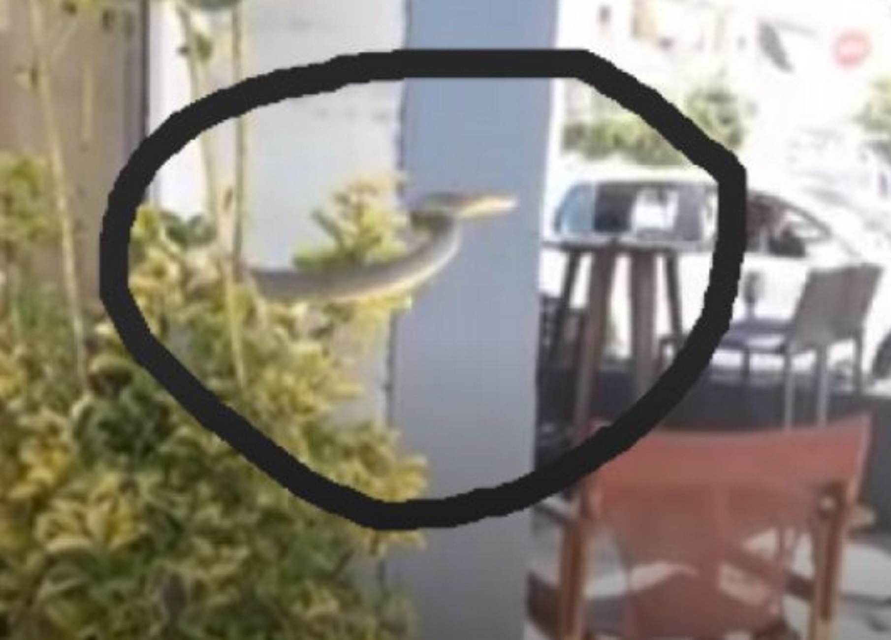 Σέρρες: Φίδι… πετάγεται μπροστά στους πελάτες καφετέριας και δευτερόλεπτα πανικού! video