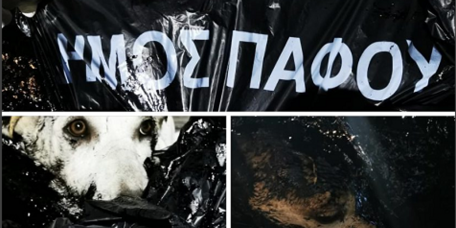 Φρίκη στην Πάφο: Έριξαν πίσσα σε σκυλάκια και τα πέταξαν ζωντανά στα σκουπίδια