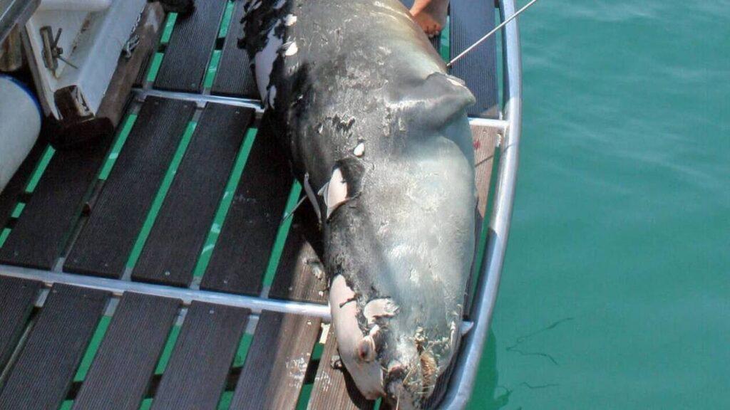 Αλόννησος: Σκότωσαν με ψαροντούφεκο τον Κωστή, τη φώκια – σύμβολο του νησιού