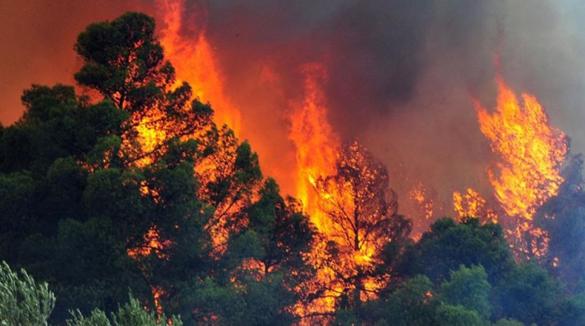 Φωτιά τώρα στον Έβρο: Δασική πυρκαγιά στην Δαδιά