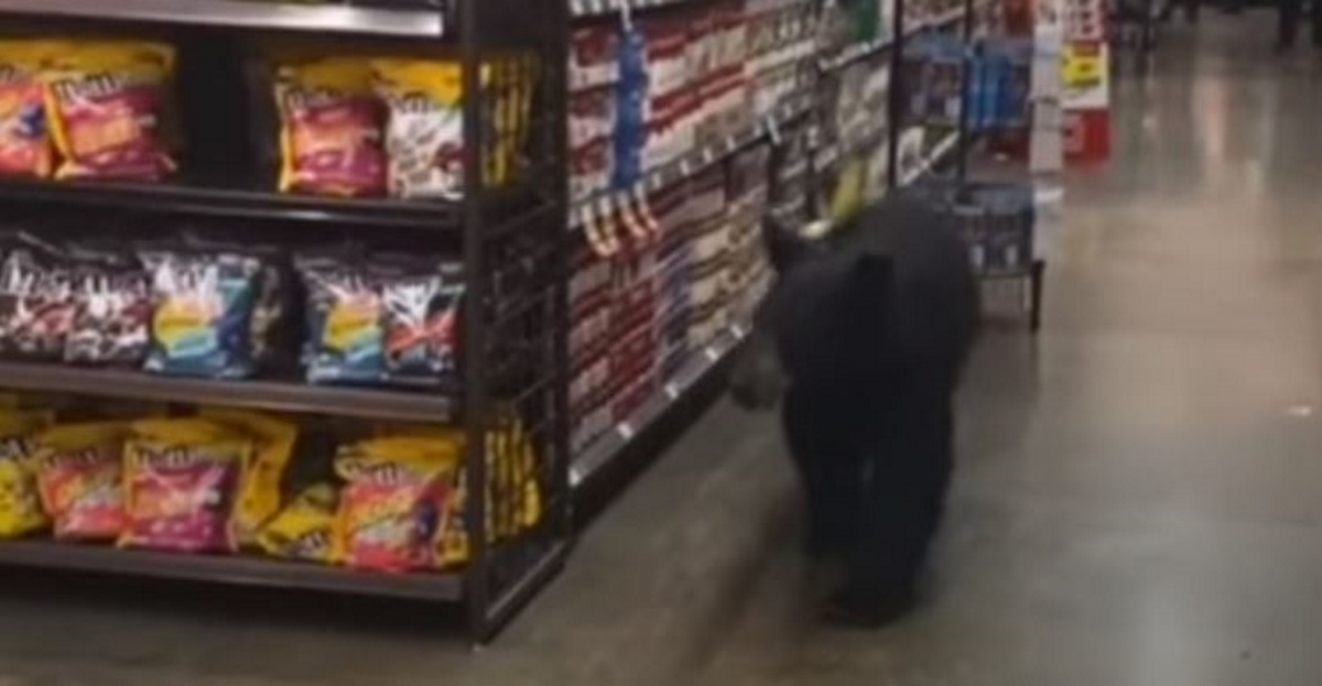 Βίντεο… για Όσκαρ! Αρκούδα μπήκε σε σούπερ μάρκετ να «ψωνίσει»