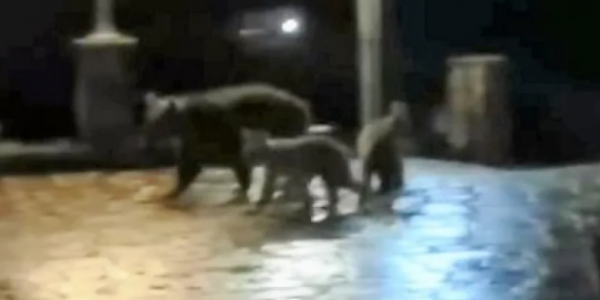 Ήπειρος: Αρκούδα και τα μικρά της έκαναν νυχτερινή βόλτα στο Δίκορφο Ζαγορίου
