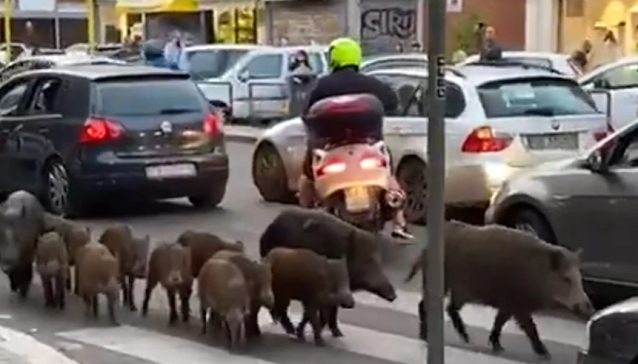 Δώδεκα αγριογούρουνα κάνουν βόλτα στους δρόμους της Ρώμης(vid)