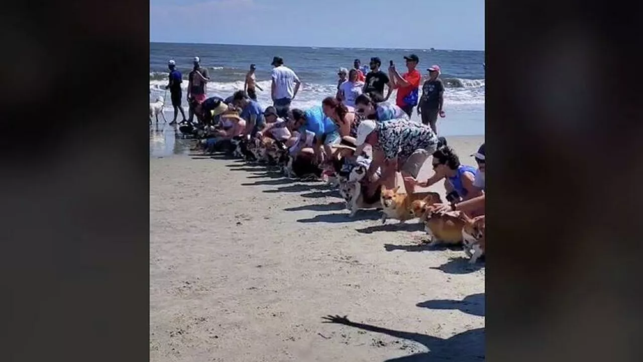 Σκυλο-μαραθώνιος: 50 “μεθυσμένα” σκυλάκια τρέχουν σε παραλία 