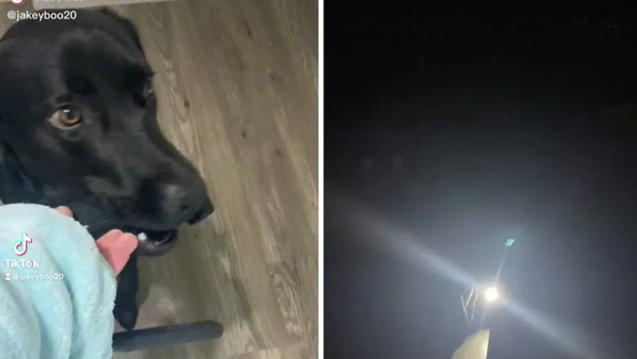 Σκυλάκι φοβάται το σκοτάδι: Έμαθε να χρησιμοποιεί φακό για να βγαίνει έξω νύχτα
