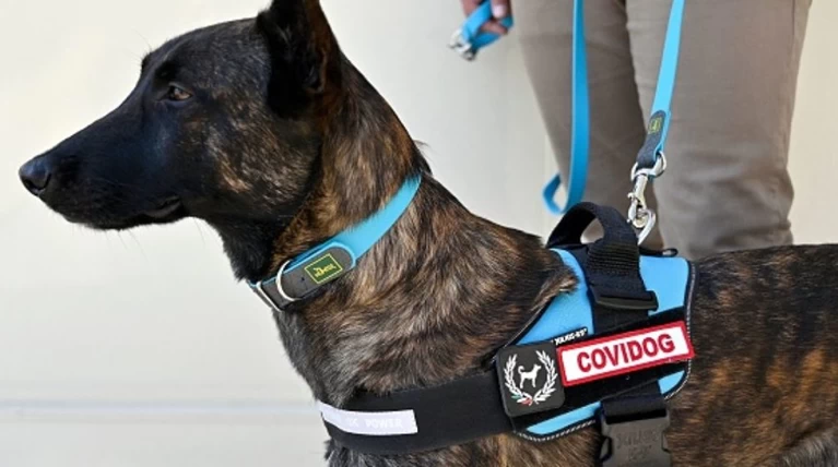 Covidogs: Οι σκύλοι που ανιχνεύουν τον κορονοϊό