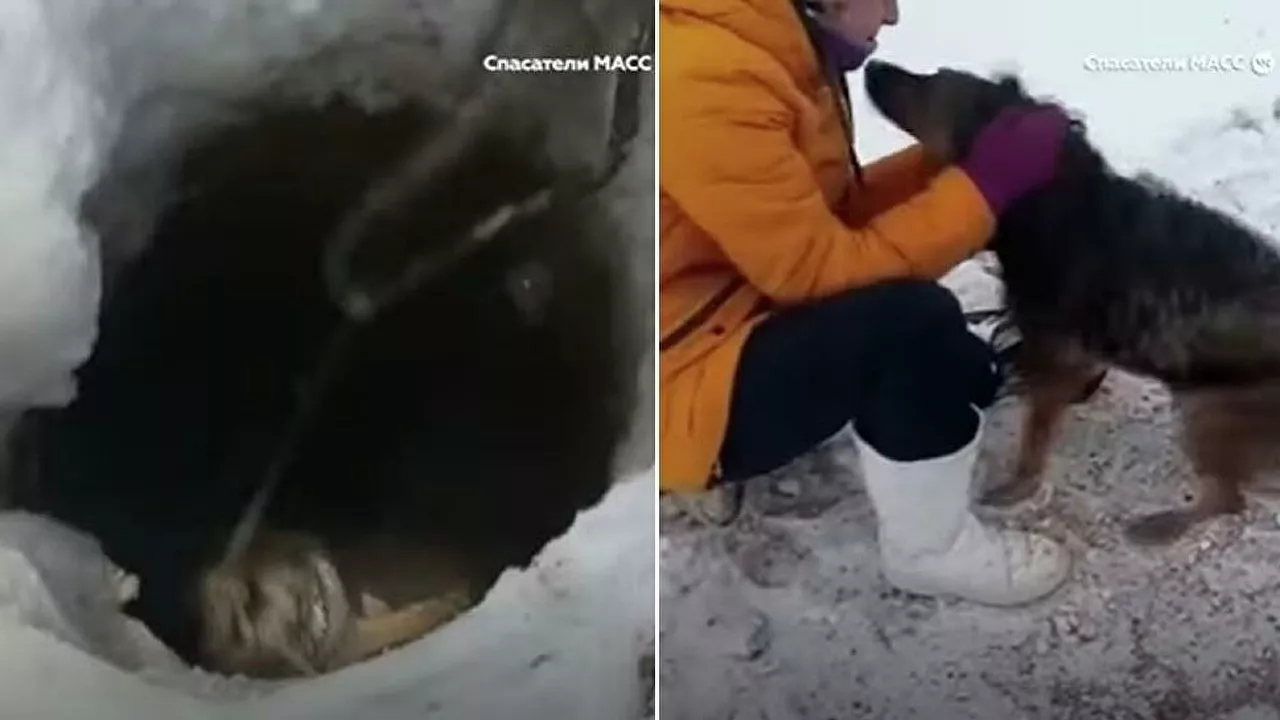 Διασώστες σώζουν σκυλάκο από βαθιά τρύπα στο χιόνι (vid)
