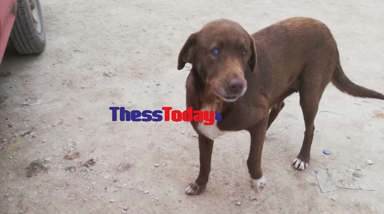 Αδιανόητη κτηνωδία: Δηλητηρίασαν την τυφλή σκυλίτσα που διήνυσε 10 χλμ για να βρεθεί κοντά στον άνθρωπο που την φρόντιζε