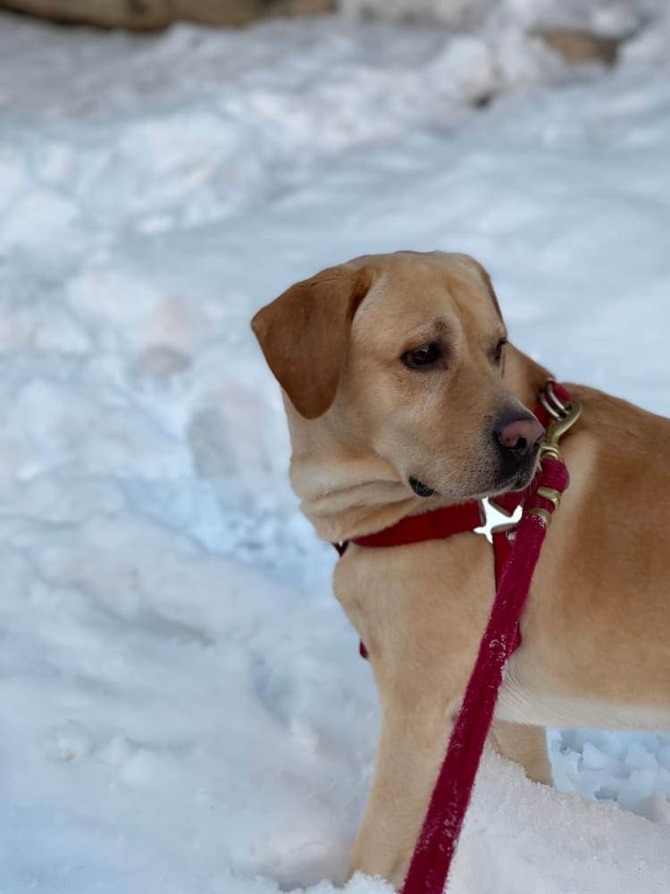 Πως να προστατέψετε τα σκυλιά σας από το χιόνι