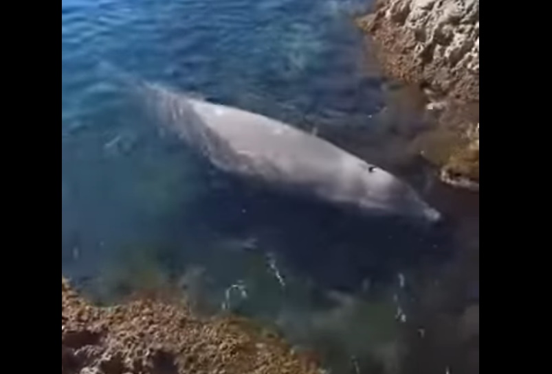 Φάλαινα στα ρηχά του Αλίμου! “Θα γίνει προσπάθεια αιμοληψίας”