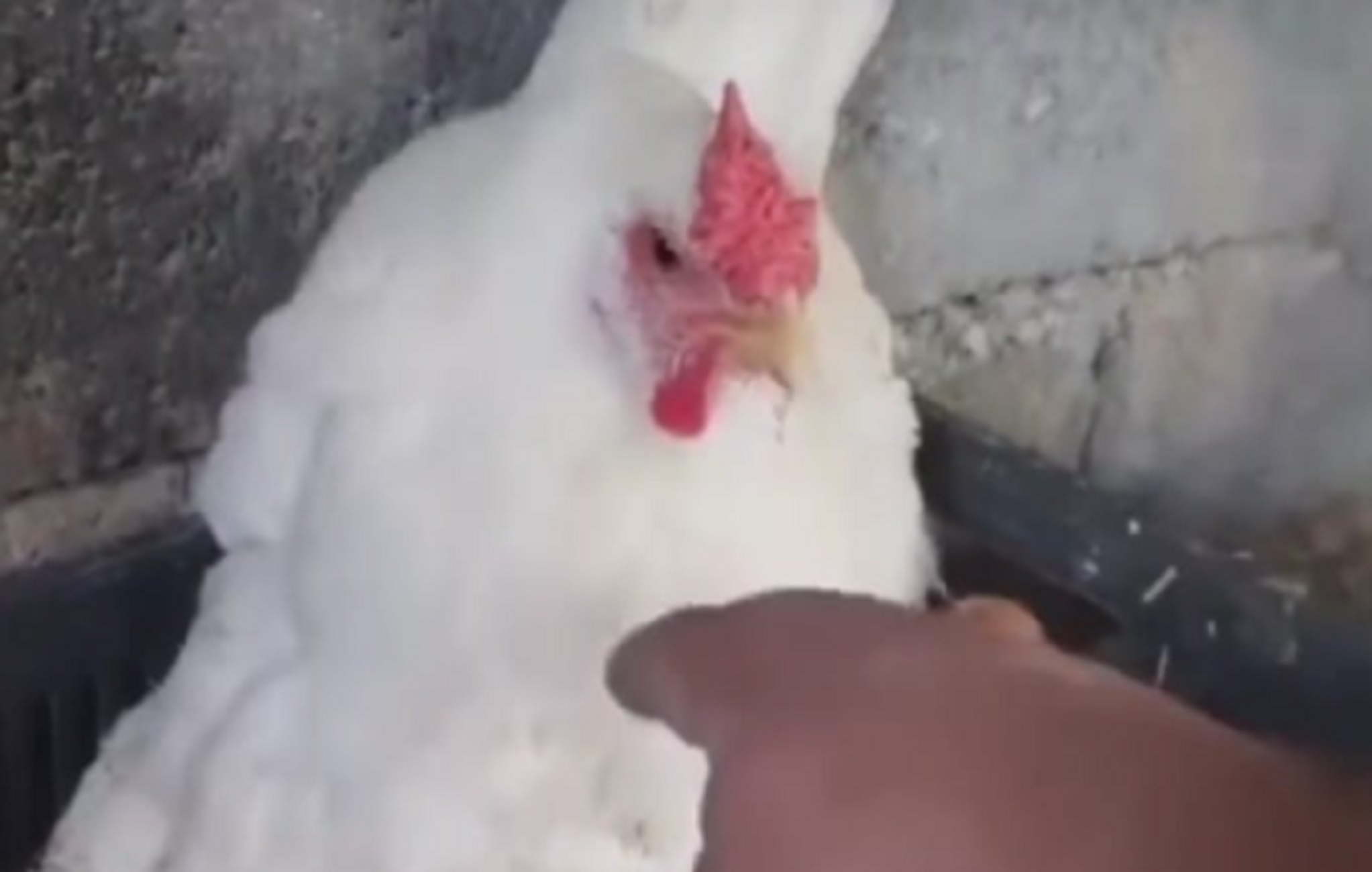 Κρήτη: Η… viral η κότα που κλωσάει μικρά γατάκια! Απίστευτες εικόνες