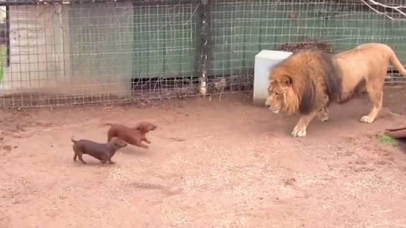Άφησαν δυο… κουτάβια στο κλουβί με το λιοντάρι! Παγκόσμιο viral η αντίδραση του άγριου ζώου! (video)