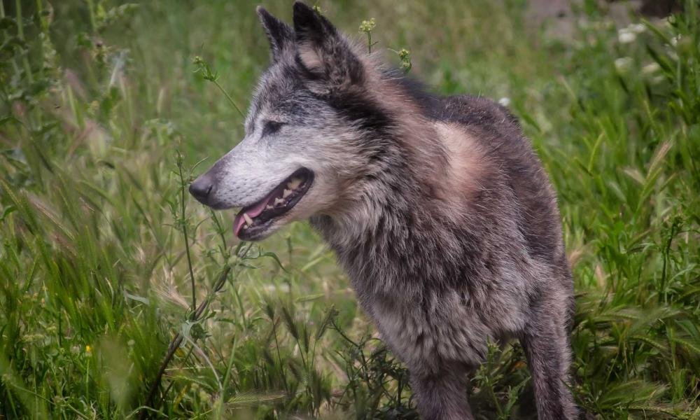 Ημαθία: Λύκος έκανε βόλτες στο κέντρο της Αλεξάνδρειας (vid)