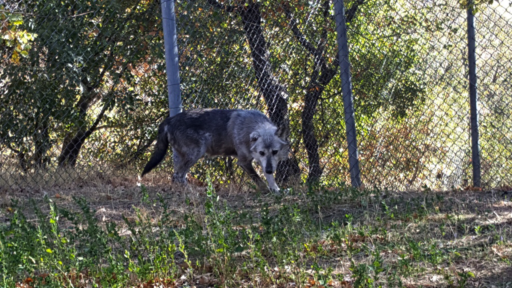 Σέρρες: Λύκοι κατασπάραξαν σκυλιά κοντά σε σχολική μονάδα
