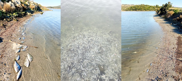 Κακοκαιρία «Ελπίδα»: Νεκρά περίπου 370.000 ψάρια στη λιμνοθάλασσα Δρεπάνου από το κρύο (video)
