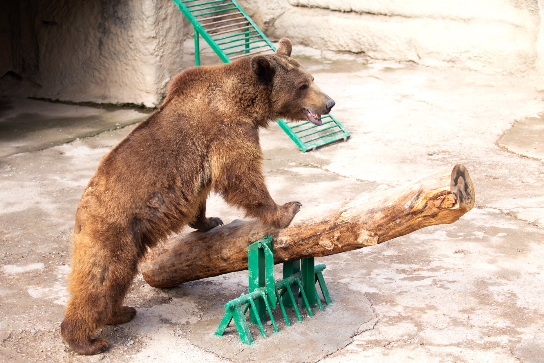 Γυναίκα πέταξε κοριτσάκι μέσα σε κλουβί αρκούδας σε ζωολογικό κήπο
