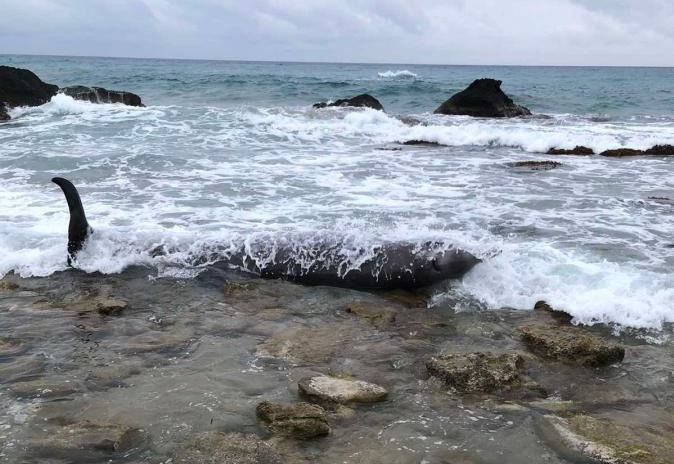 Σεισμικές έρευνες στο Ιόνιο: Οι εκρήξεις για τον εντοπισμό υδρογονανθράκων «βγάζουν» ζιφιούς στις ακτές!