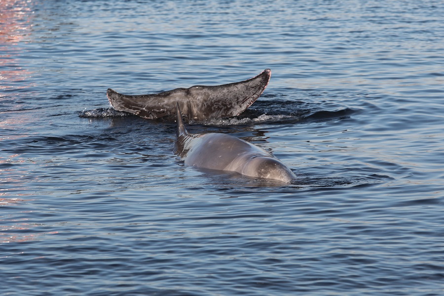 Ζιφιός: Τι έδειξε η νεκροψία της φάλαινας – Τα αίτια του θανάτου της
