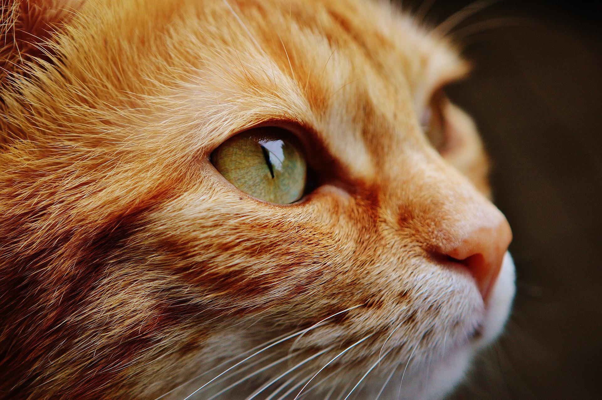 Ύδρα: Πρόστιμο 15.000 ευρώ σε 58χρονο που έριξε γάτα από τον πρώτο όροφο καταστήματος