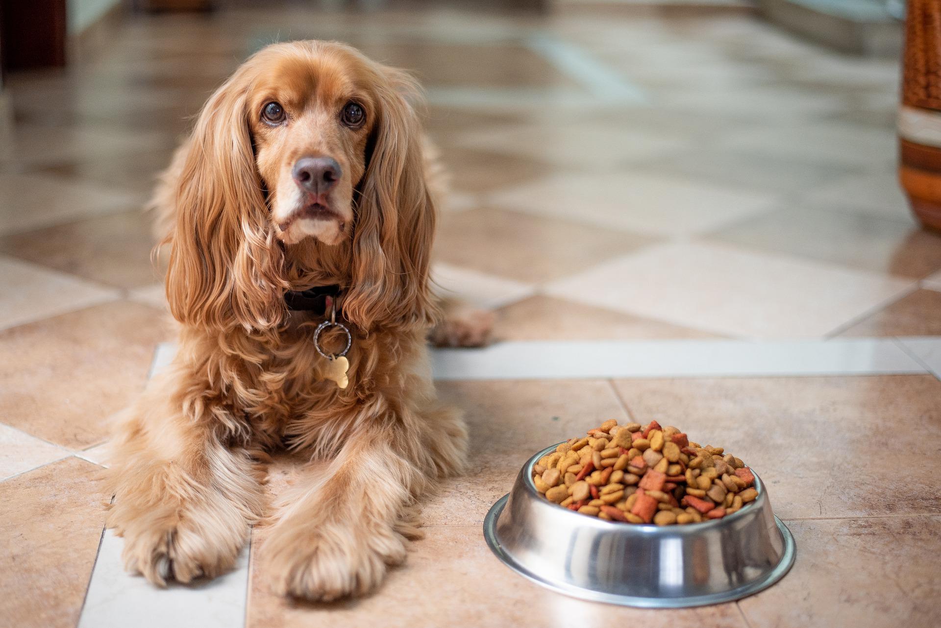 Τι… τρώει ο σκύλος σας; Πώς να επιλέξετε την κατάλληλη τροφή (video)
