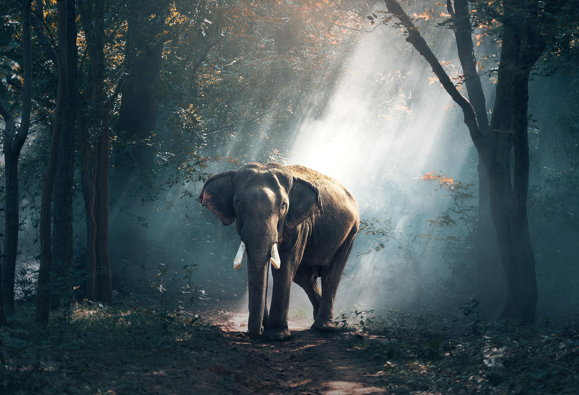 Κι όμως! Οι ελέφαντες θρηνούν τους νεκρούς τους όπως και οι άνθρωποι – Πώς το ανακάλυψαν επιστήμονες (video)