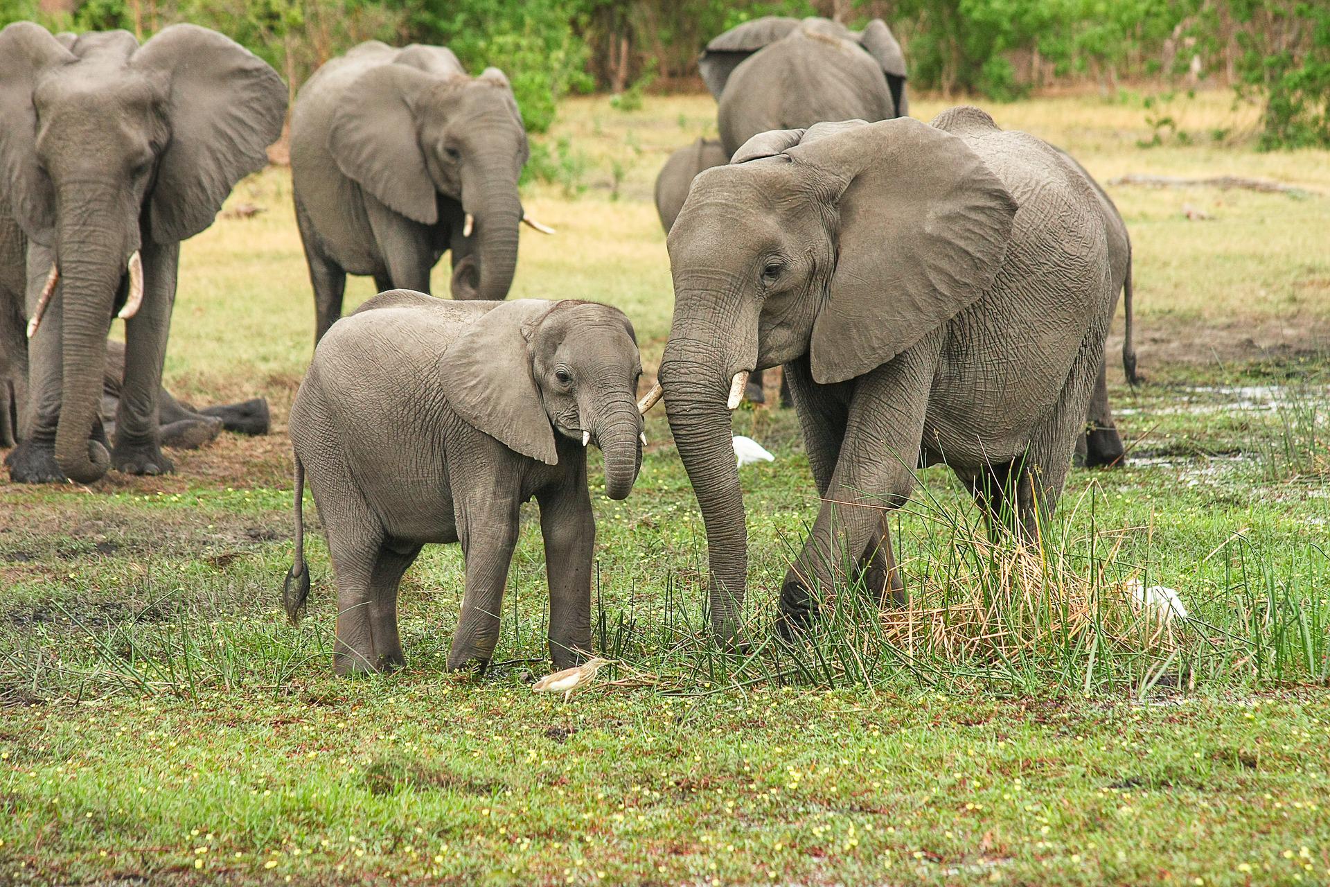 Καμερούν: Διψασμένοι ελέφαντες ισοπέδωσαν χωριά και εισέβαλαν σε πόλη – Δύο νεκροί από ποδοπάτημα
